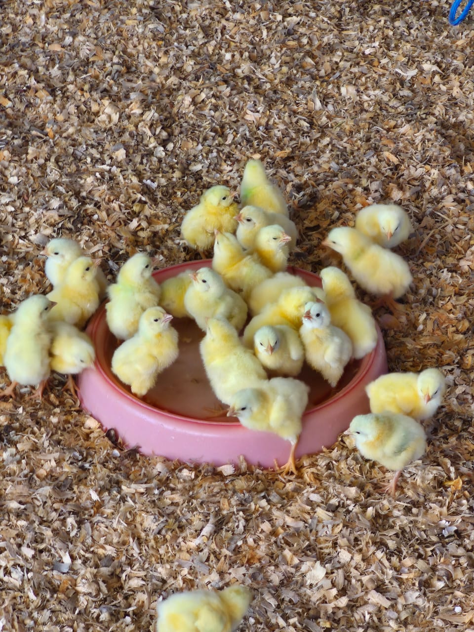 Day Old Broiler Chicks