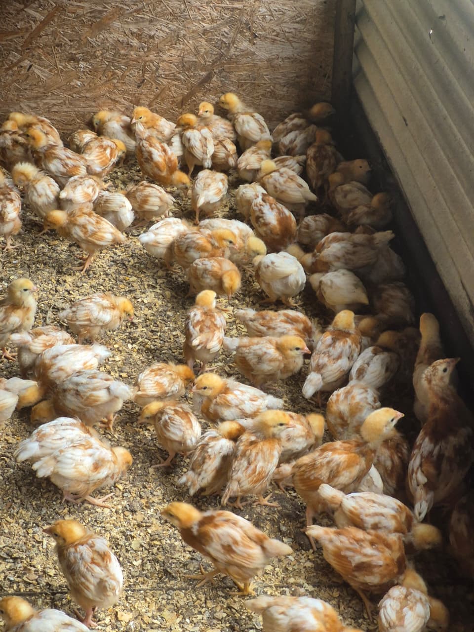 4 Weeks - Lohmann Brown Layers