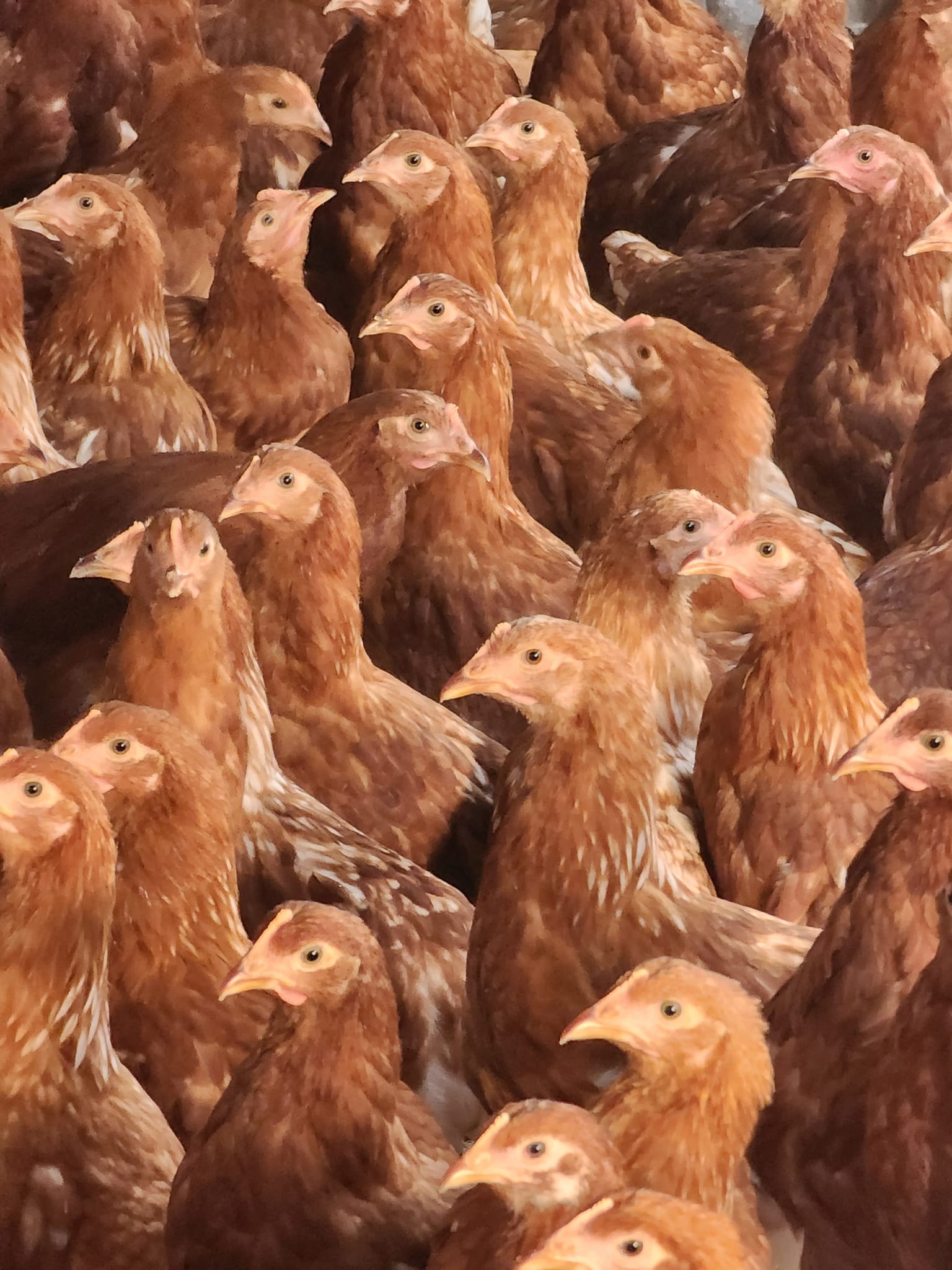 14 Weeks - Lohmann Brown Layers